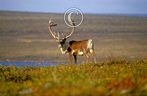 Bull Caribou 3 DM0098